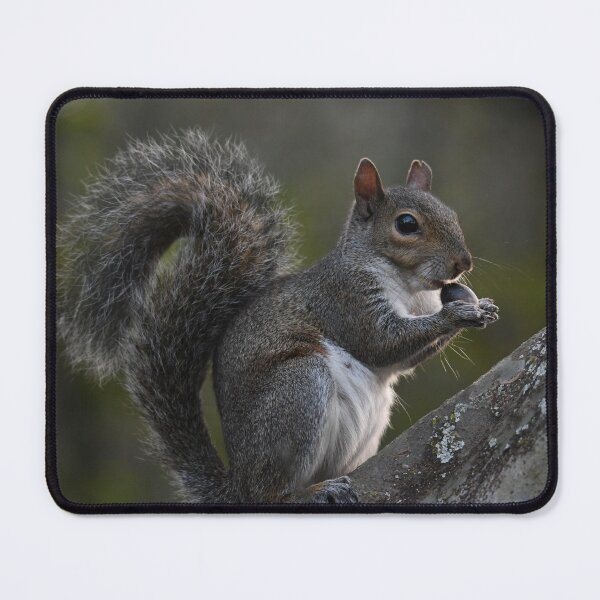 Item preview, Squirrel Munchies designed and sold by Kim Pruim.