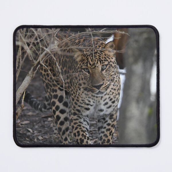 Item preview, Leopard Portrait designed and sold by Kim Pruim.