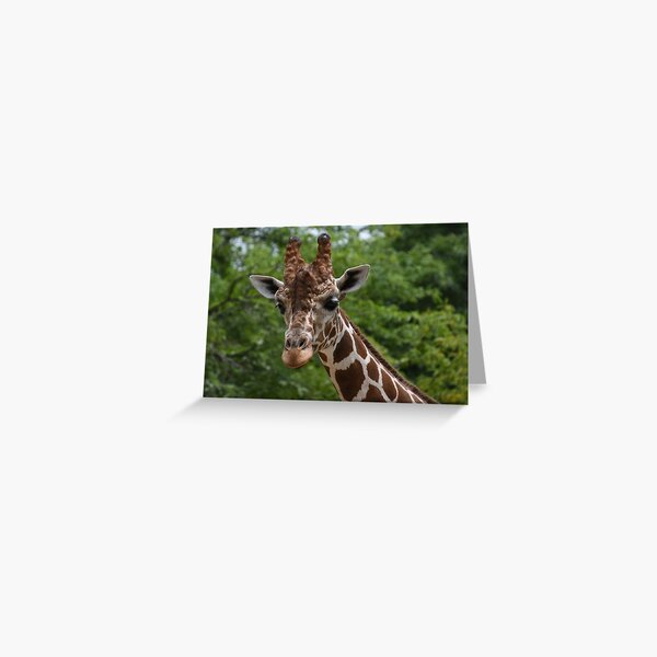 Item preview, Giraffe Portrait designed and sold by Kim Pruim.