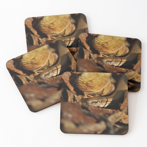 Item preview, Slow worm in the leaf litter. designed and sold by Christian Moss.