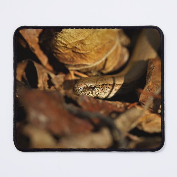 Item preview, Slow worm in the leaf litter. designed and sold by Christian Moss.