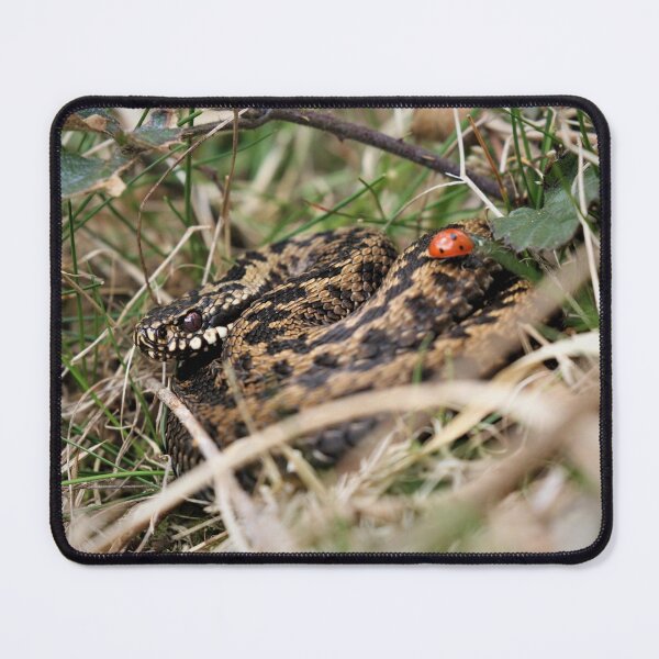Item preview, Adder & friend. designed and sold by Christian Moss.