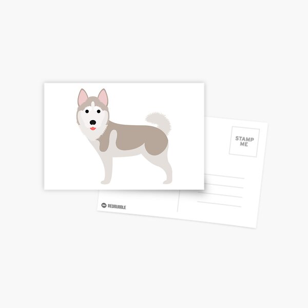 Grey Husky Postcard