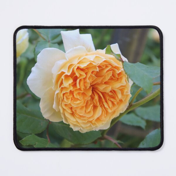 Item preview, A Perfect English Rose designed and sold by cuprum.