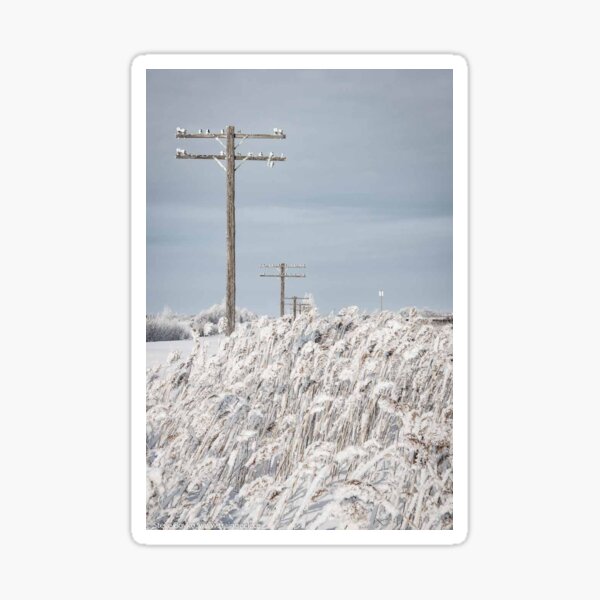 Winter Wonderland Sticker