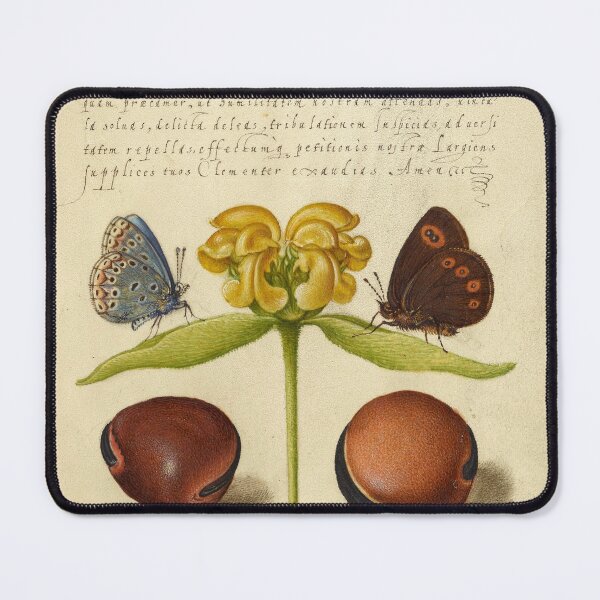 Item preview, Naturalist Manuscript: Insects, Flower, and Calligraphy Illumination by Joris Hoefnagel designed and sold by Naturalist Prints.