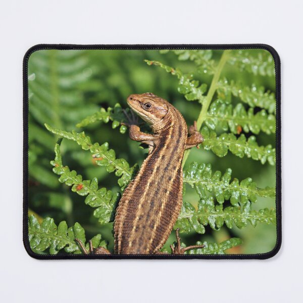 Item preview, Common Lizard - Zootoca vivipara designed and sold by Christian Moss.