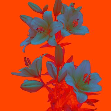 Artwork thumbnail, Lilies on a LushLava Background by Alternative Perspectives