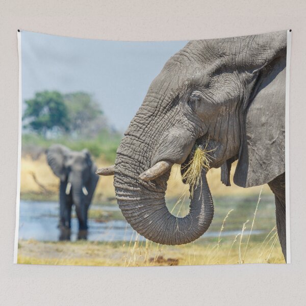 Item preview, African bush elephant eating designed and sold by Graham Prentice.
