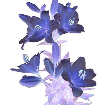 Artwork thumbnail, Lilies on a White Background by Alternative Perspectives