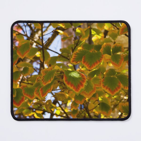 Item preview, Rainbow Edges - Slowly Changing Leaves, Celebrating the Arrival of Autumn designed and sold by Georgia Mizuleva.