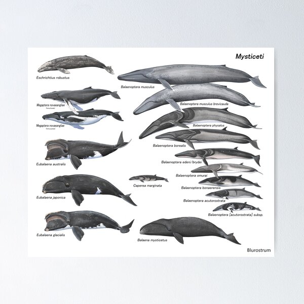 Item preview, Baleen whales, Mysticeti Poster designed and sold by Alberto Orilia.