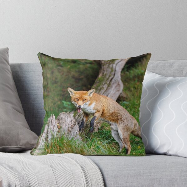 Item preview, Zorro (Vulpes vulpes), un mamífero nativo británico designed and sold by Graham Prentice.