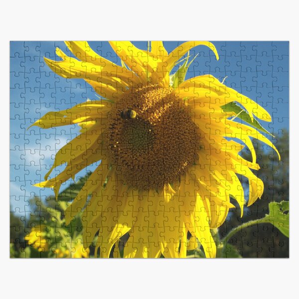Artikel-Vorschau von Elegant zerlumpte große gelbe Sonnenblume im blauen Himmel, designt und verkauft von DEC02.