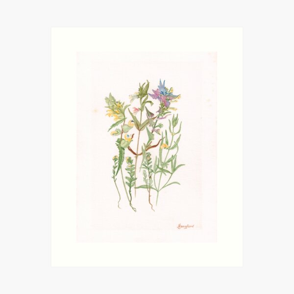 Item preview, Alpine Flowers 003 by Harold Langford (1907-1993) designed and sold by BigJ.