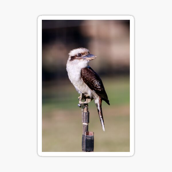 Kookaburra Sticker