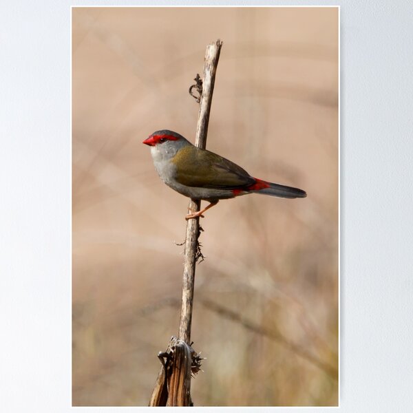 Red-browed Finch Poster