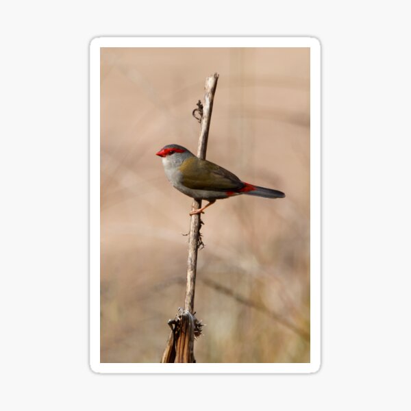 Red-browed Finch Sticker