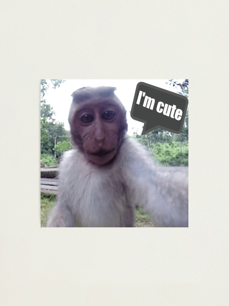 monkey selfie monkey selfie