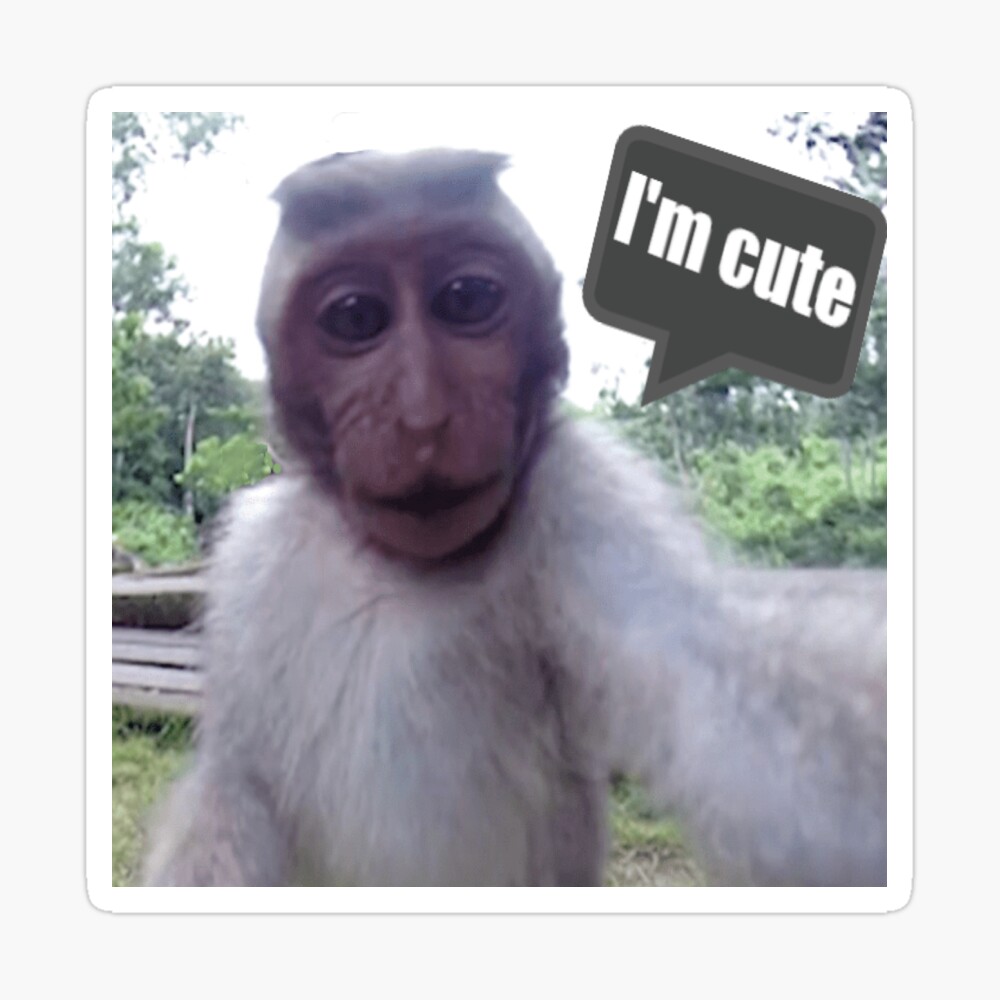 monkey selfie monkey selfie