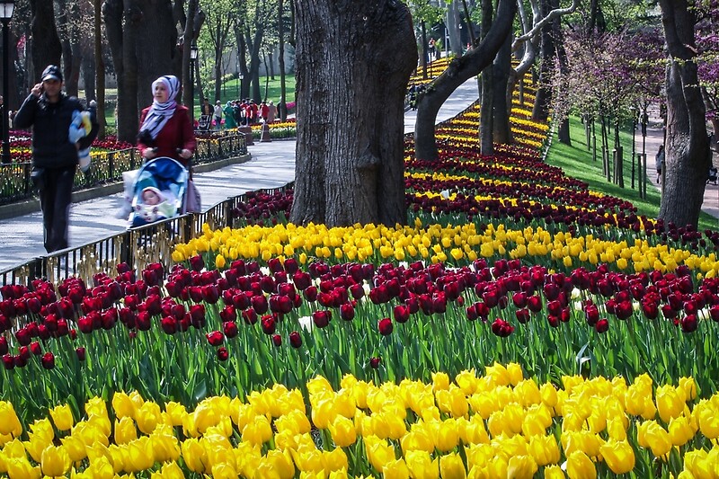 Ottoman Tulip Festival Istinye Park Istanbul By Suzannemorris Redbubble