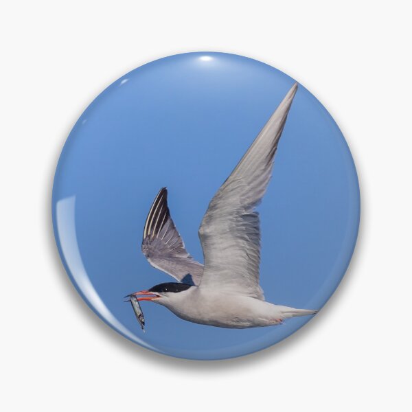 Item preview, Roseate tern (Sterna dougallii) in flight designed and sold by Graham Prentice.