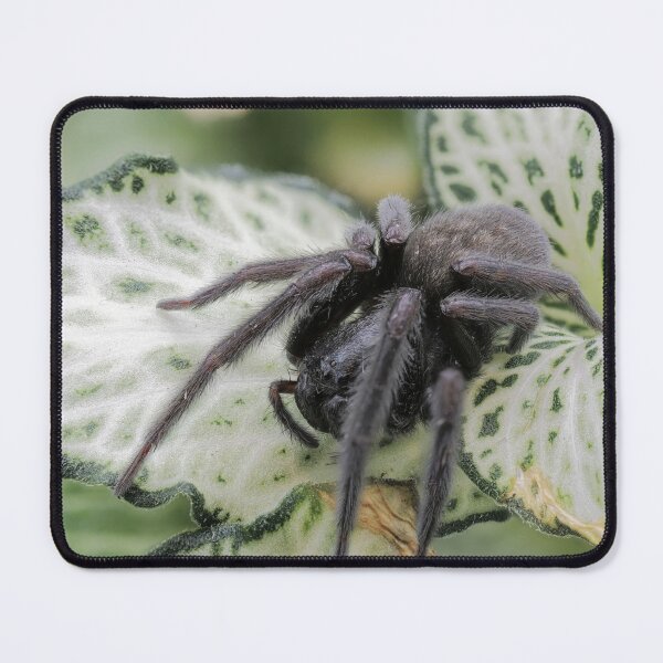Item preview, Dirty black spider designed and sold by hendrikspix.
