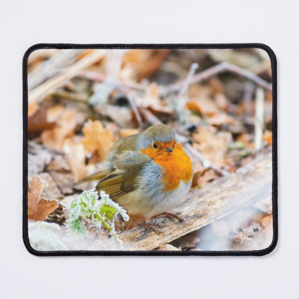 Item preview, Puffed-up Robin Redbreast in Frost designed and sold by Graham Prentice.