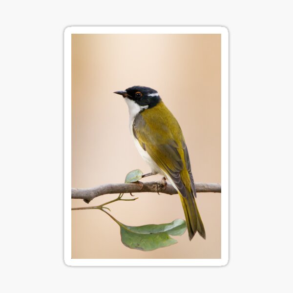 White-naped Honeyeater Sticker