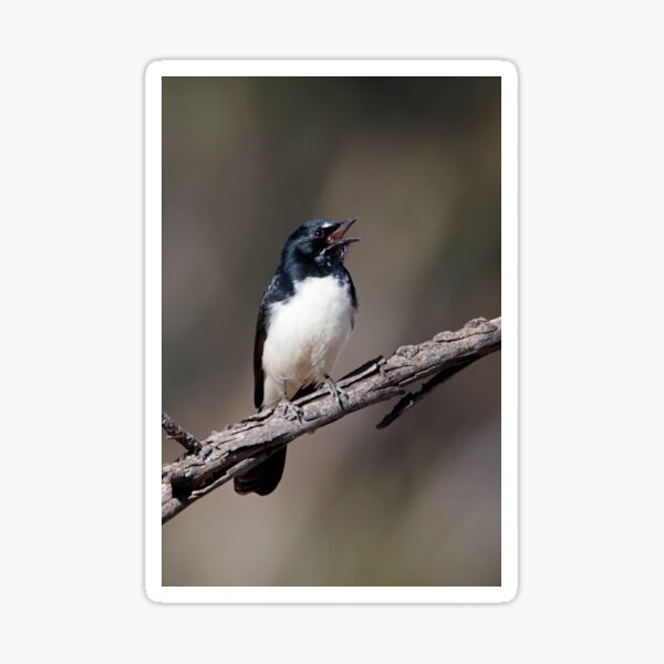 Willie Wagtail Sticker
