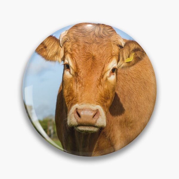 Item preview, Limousin Cow designed and sold by Jane Stanley Photography.