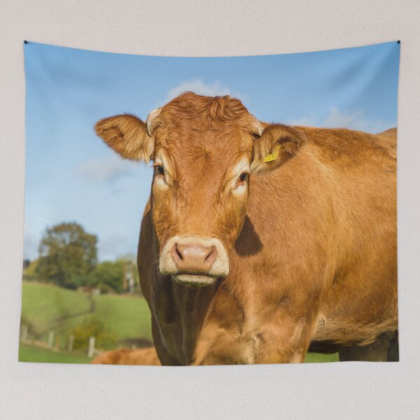 Item preview, Limousin Cow designed and sold by Jane Stanley Photography.