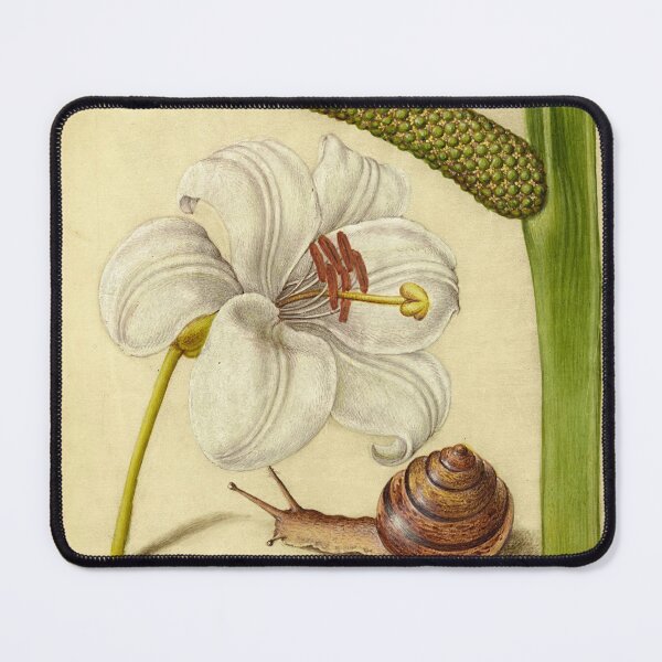 Item preview, Naturalist Manuscript: Flower, Snail, and Calligraphy Illumination by Joris Hoefnagel designed and sold by Naturalist Prints.