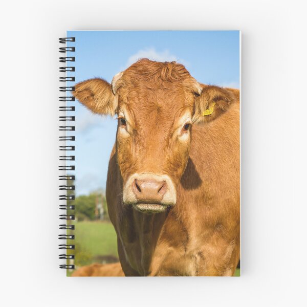 Item preview, Limousin Cow designed and sold by Jane Stanley Photography.