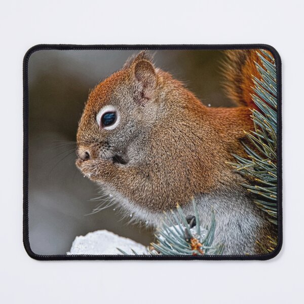 Item preview, Red Squirrel designed and sold by Michael Cummings.