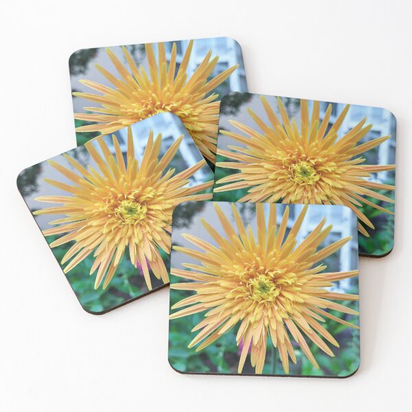 Item preview, Flower (Gerbera) Babandesiya flower  Photography designed and sold by Paint84.
