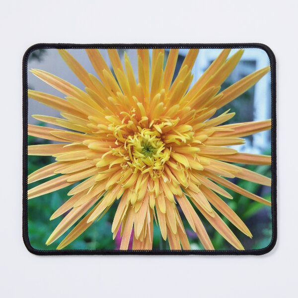 Item preview, Flower (Gerbera) Babandesiya flower  Photography designed and sold by Paint84.