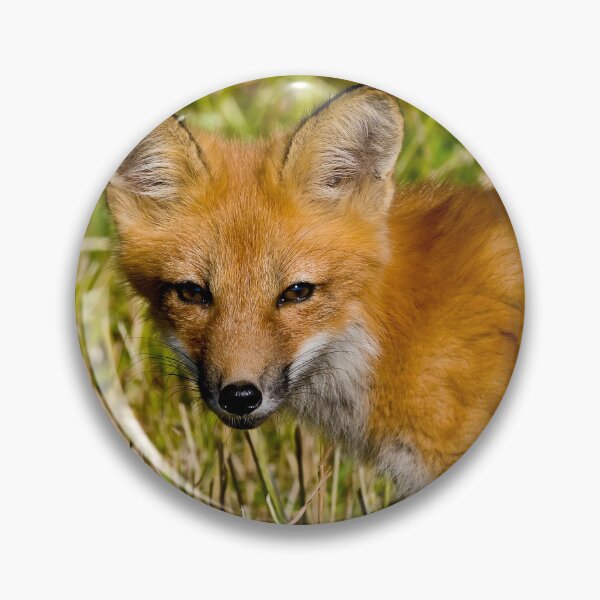 Item preview, Young Fox Kit designed and sold by Michael Cummings.