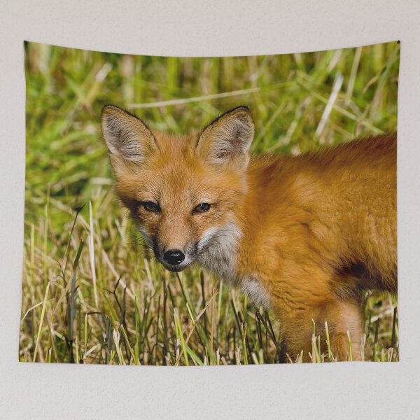 Item preview, Young Fox Kit designed and sold by Michael Cummings.