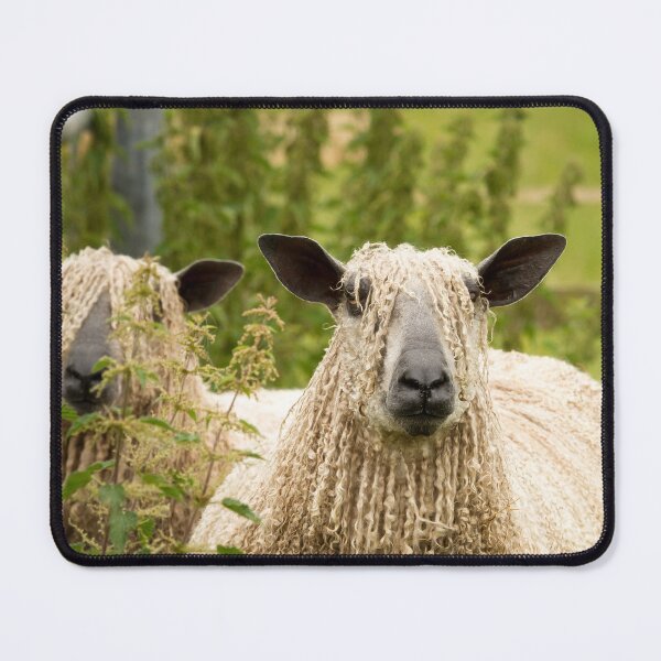 Artikelvorschau, Wensleydale-Schaf II entworfen und verkauft von Jane Stanley Photography.