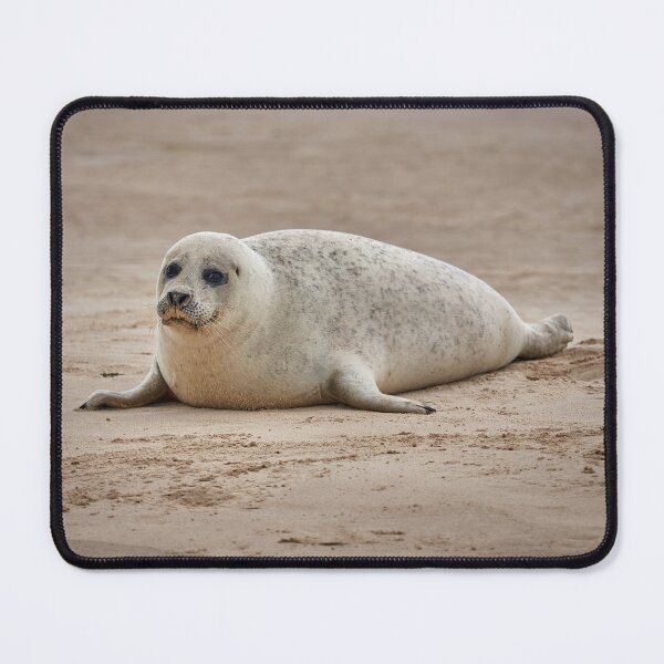 Item preview, White common seal (Phoca vitulina) pup designed and sold by Graham Prentice.
