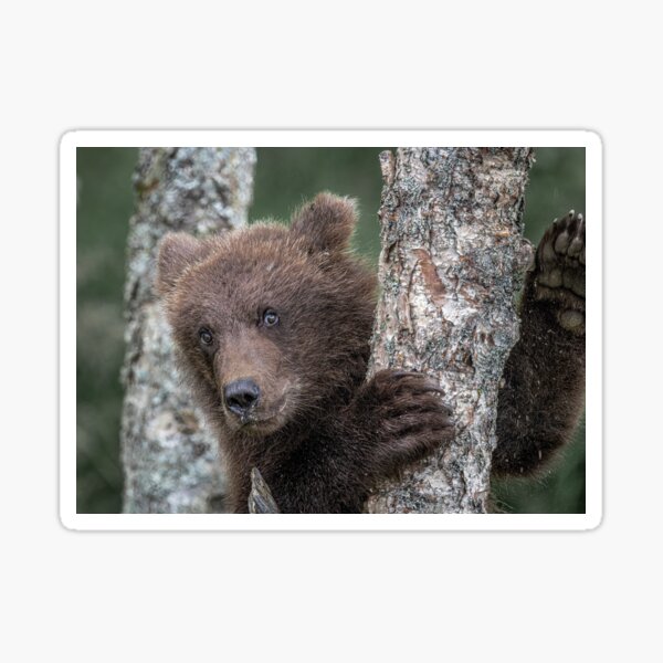 Boo in peek-a-boo! Sticker