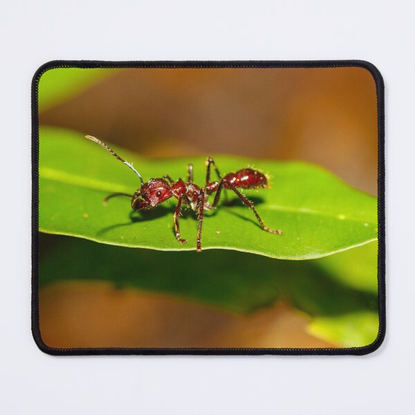 Item preview, A bullet ant, Paraponera clavata designed and sold by Graham Prentice.