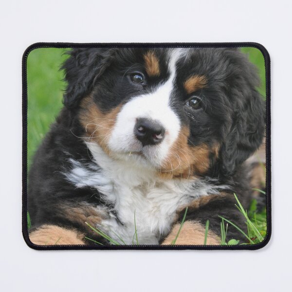 Item preview, Burnese Mountain Dogs For Dog Lovers As I Love My Bernese Dog - I Love My Bernese Dog designed and sold by lodarohit.
