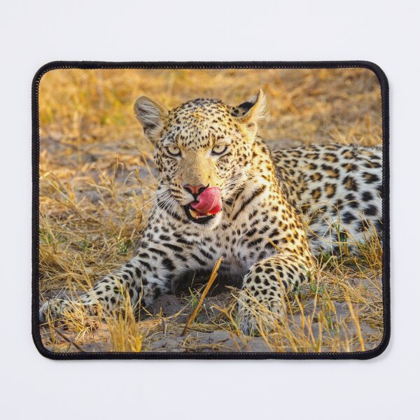 Item preview, Leopard (Panthera pardus) in the Okavango Delta designed and sold by Graham Prentice.