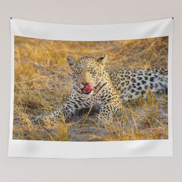 Item preview, Leopard (Panthera pardus) in the Okavango Delta designed and sold by Graham Prentice.