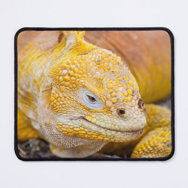 Item preview, Galapagos land iguana (Conolophus subcristatus) designed and sold by Graham Prentice.