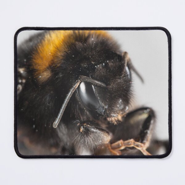 Item preview, Bumble bee close-up designed and sold by Graham Prentice.