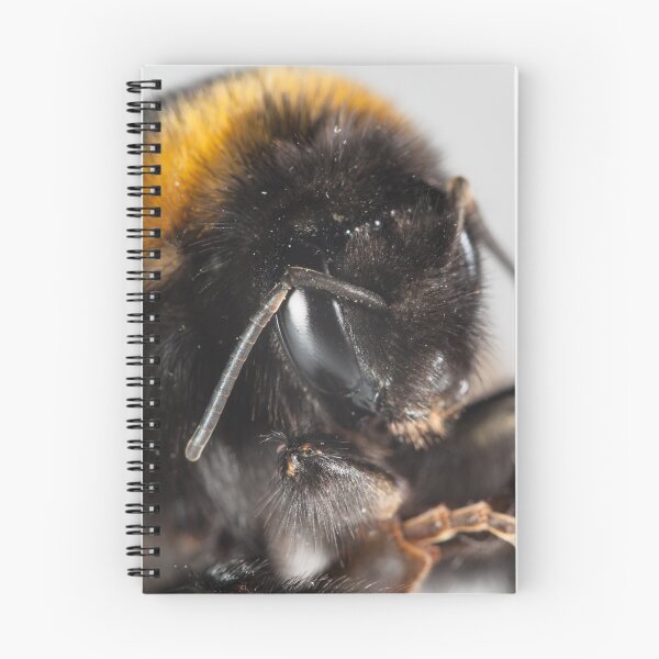 Item preview, Bumble bee close-up designed and sold by Graham Prentice.
