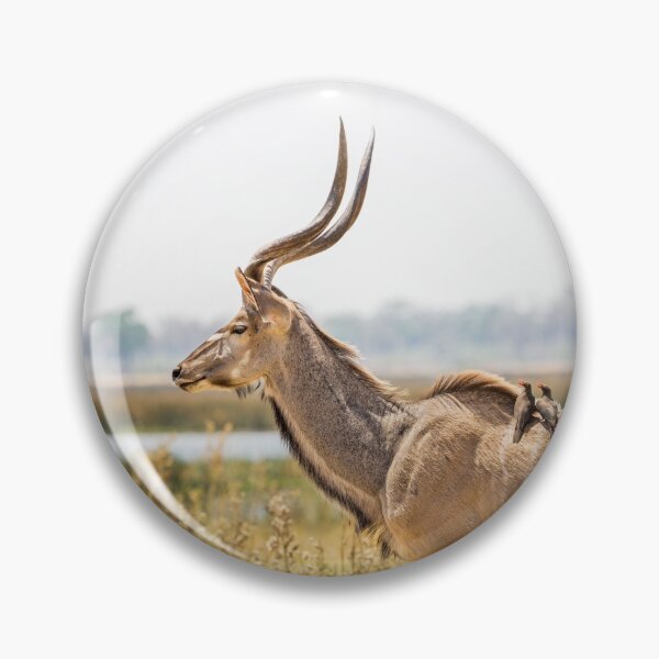 Item preview, Greater kudu (Tragelaphus strepsiceros) with oxpeckers designed and sold by Graham Prentice.